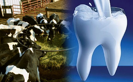 Animal Feed Industry